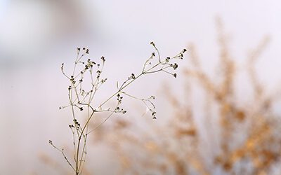 Spontane en échte foto’s met een magische touch